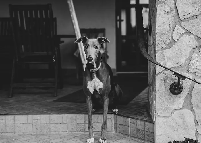 Pannonia Nyaraló Göd